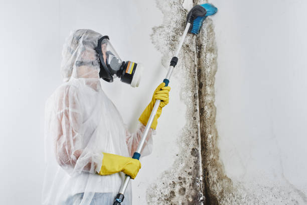 Trusted King City, CA Mold Remediation Experts