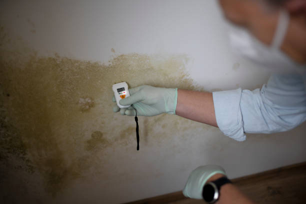Best White Mold Remediation in King City, CA