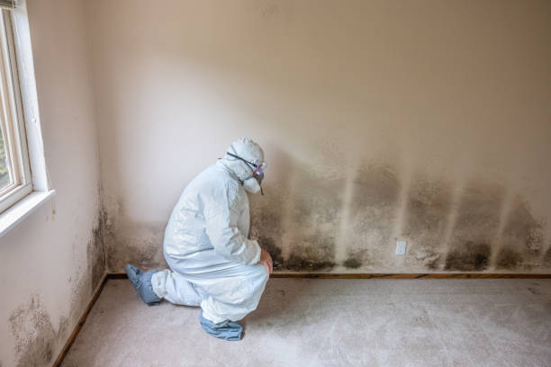 Best HVAC Mold Remediation in King City, CA