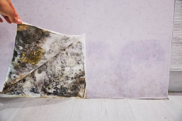 Reliable King City, CA Mold Remediation Solutions